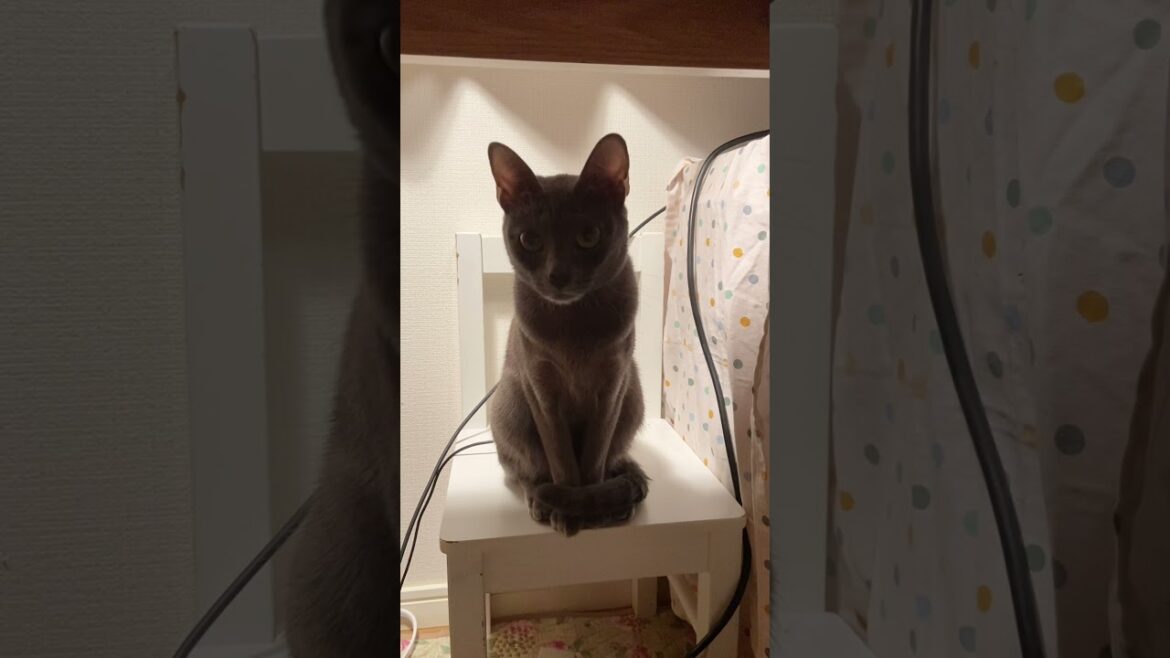 Set up cat chair under the desk #shorts