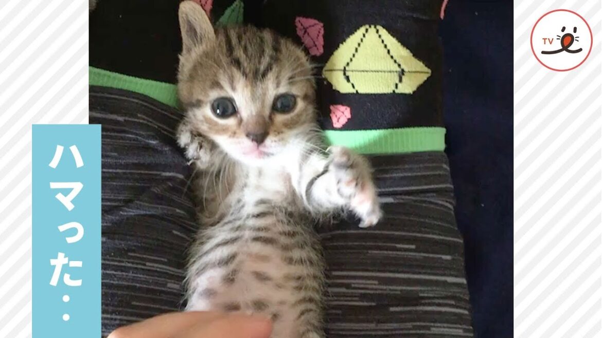 ハマっちまった悲しみに‥😿 ママの脚の間で、必死にもがく子猫だけど‥💦【PECO TV】 ハマっちまった悲しみに‥😿 ママの脚の間で、必死にもがく子猫だけど‥💦【PECO TV】