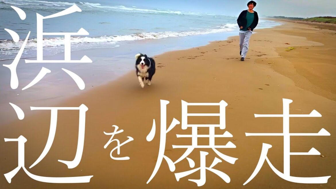 はしゃぐ愛犬を見て、嬉しくも複雑な想いになりました はしゃぐ愛犬を見て、嬉しくも複雑な想いになりました