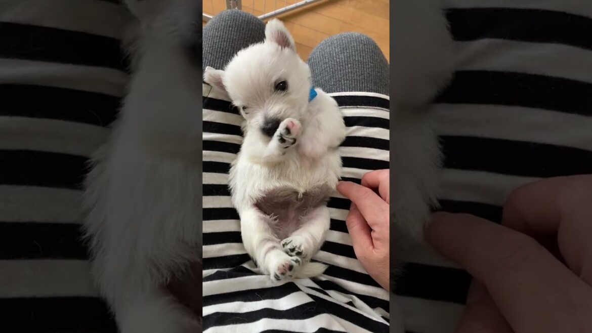 ウエストハイランドホワイトテリア ウエスティ♡青くん