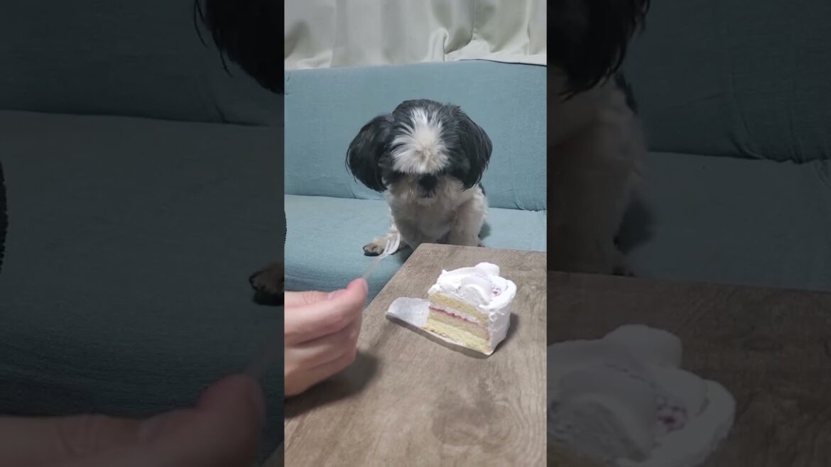 それ食べたい。シーズー #shihtzu #shorts #dog