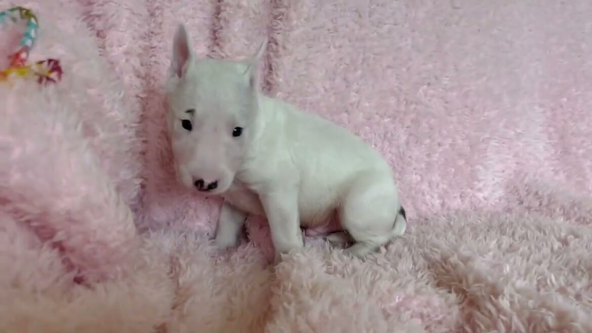 ミニチュアブルテリアの子犬