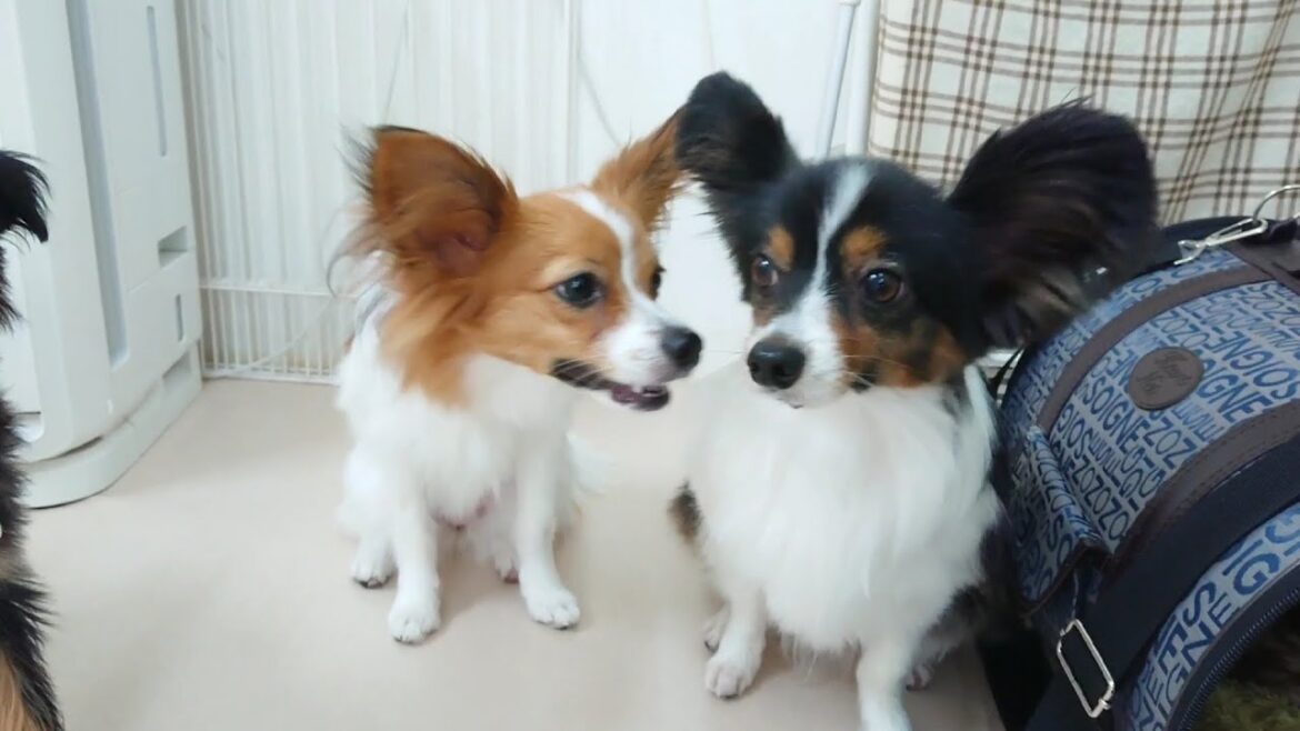 パピヨン兄妹が来たんだよ　🐶ひみつきちなう！①🐶  2023年6月17日