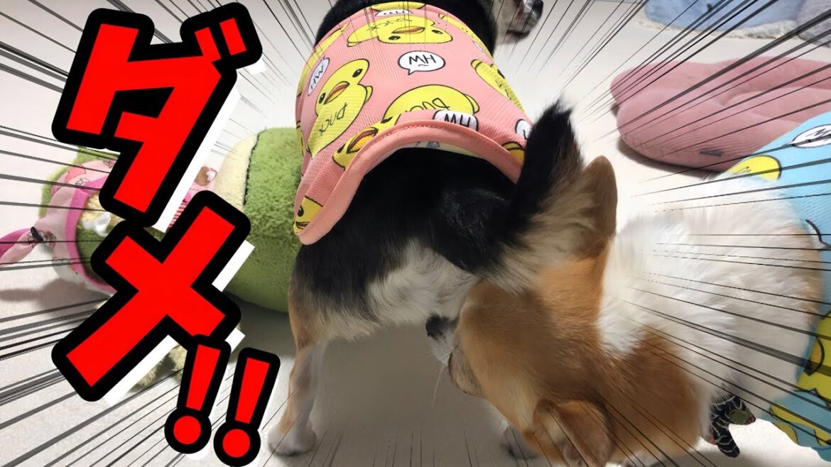 全力でマウンティング阻止するチワワが面白い!!
