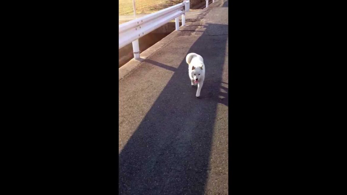学校登校中に野良犬がついてきた。