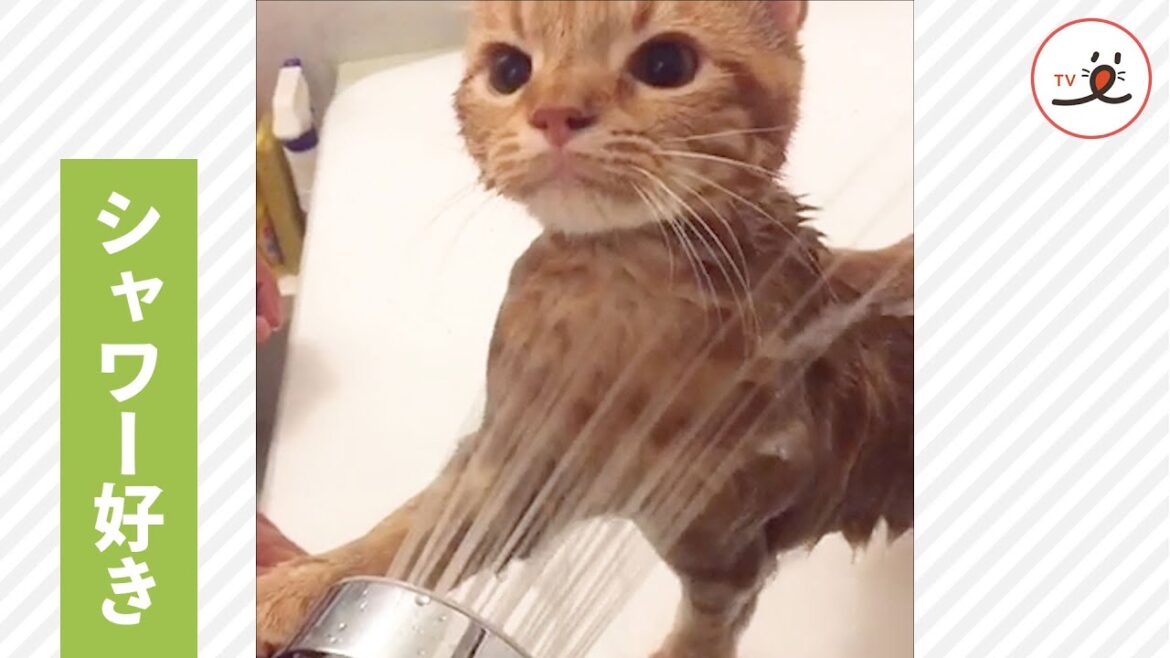 シャワーが大好きな猫さん🚿 堂々とした水浴び姿がかっこいい😼✨【PECO TV】