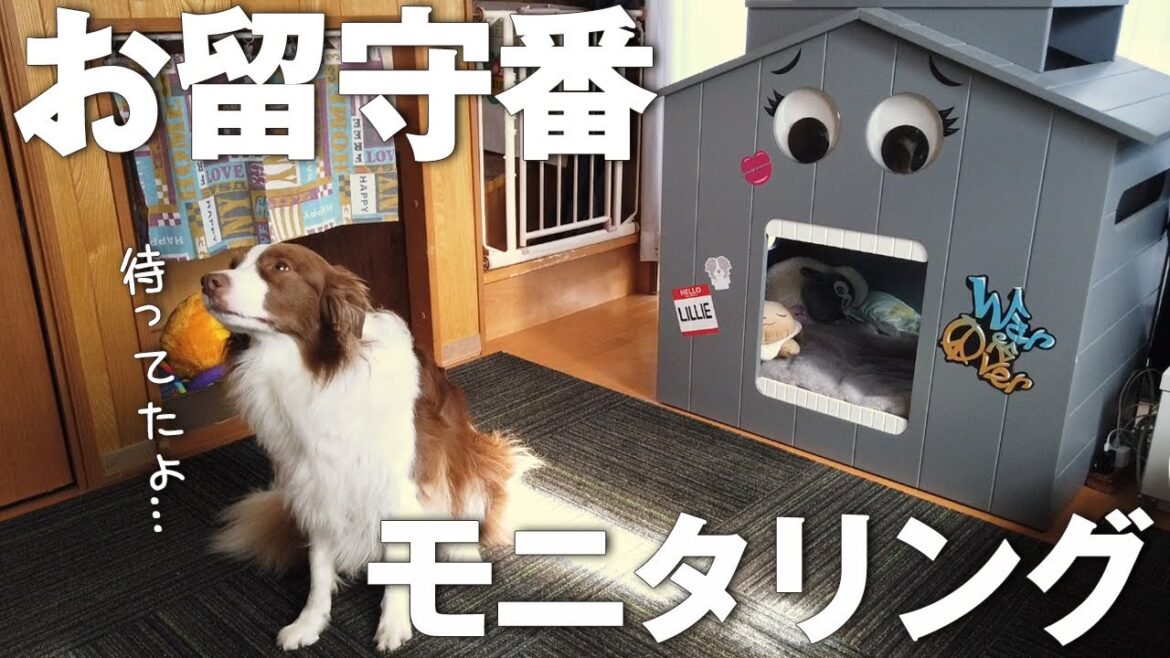 【お留守番の時なにしてる?】ボーダーコリーのお留守番をモニタリングしたら全私が泣いた…。【初めてのモニタリング】 【お留守番の時なにしてる?】ボーダーコリーのお留守番をモニタリングしたら全私が泣いた...。【初めてのモニタリング】
