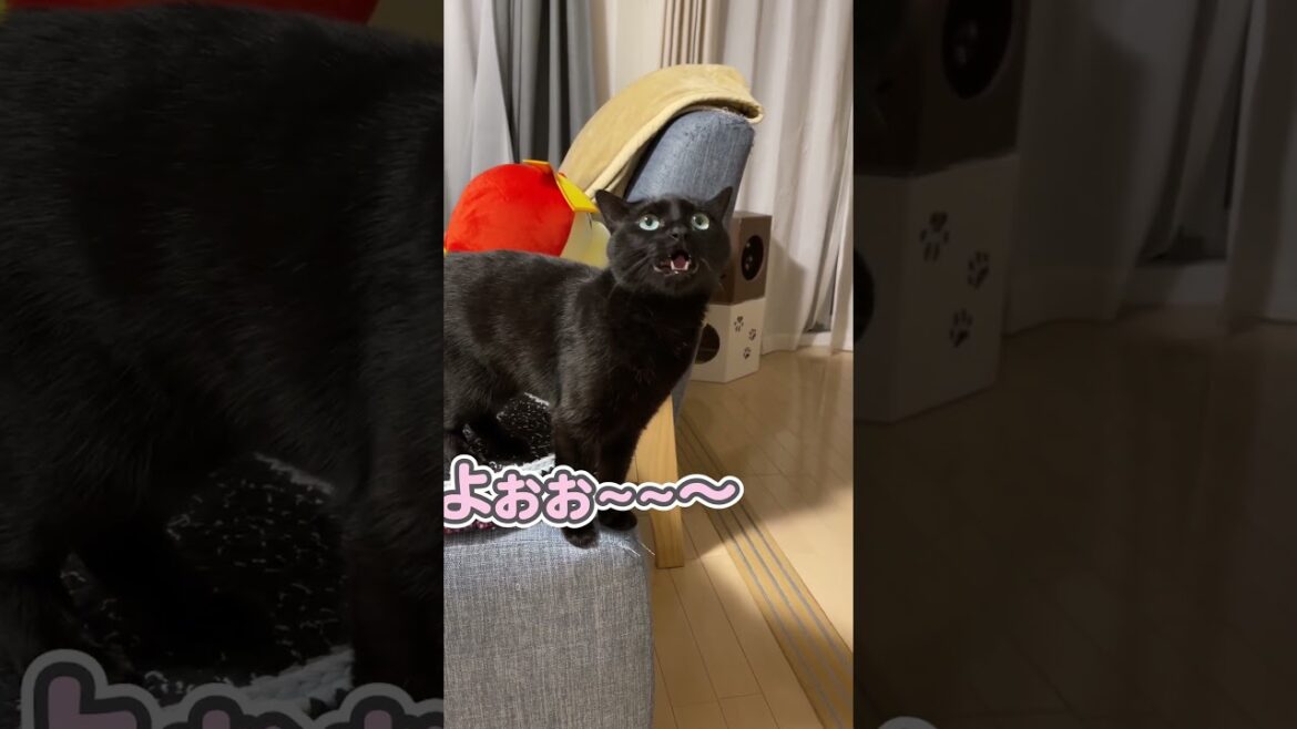 「寝ちゃだめ！」と飼い主にブチギレる猫