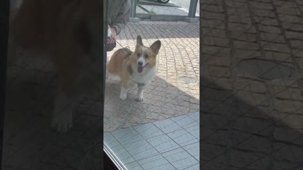 病院終わってほっとしたけど飼い主が出てこないことに気付くコーギー