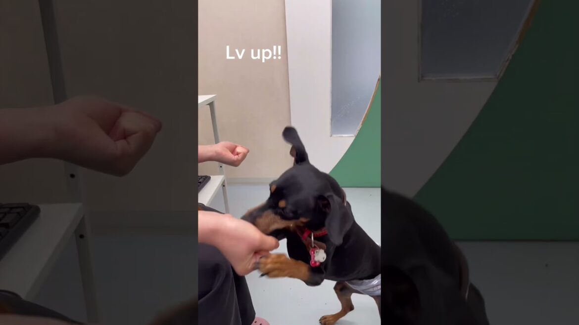 最初は遊び方分からなかったけどだんだんＬｖＵＰしていく犬！！【ミニピンの武蔵】#shorts
