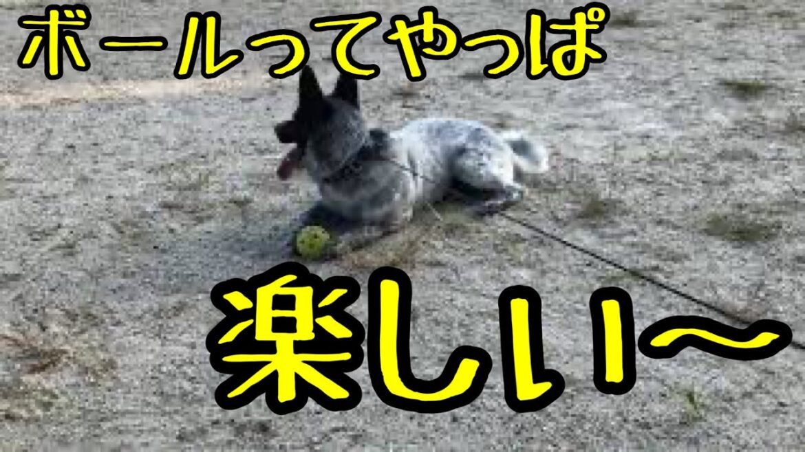 ふぅちゃん、早朝のボール遊び