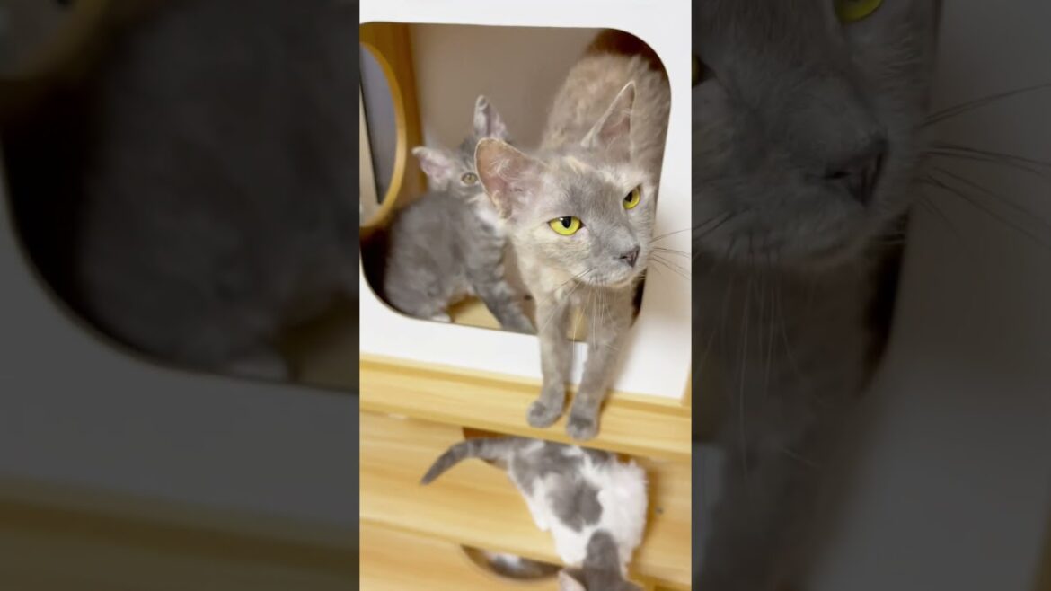 家族団らん巻き毛猫ちゃん達♥️ 【お問合せ詳細は説明欄に記載あります】 #マンチカン #子猫 #ブリーダー直販 #猫 #猫のいる暮らし #ミヌエット #子猫販売 #ラパーマ #スクーカム #猫動画