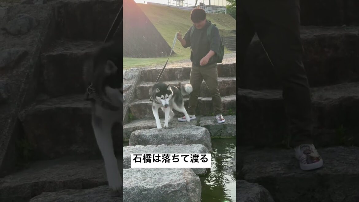 石橋は落ちて渡るハスキー犬#シベリアンハスキー #shorts
