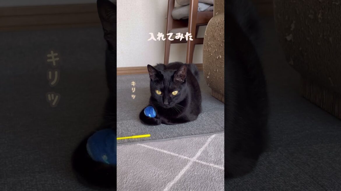 隙間におもちゃを収納される猫