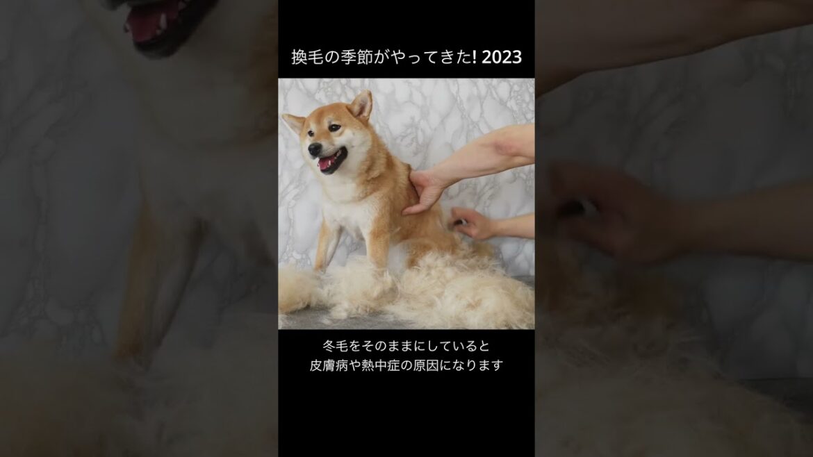 換毛の季節がやってきた!  柴犬 2023ショート 換毛の季節がやってきた!  柴犬 2023ショート