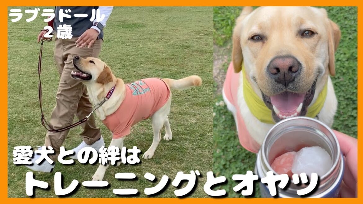 【ラブラドールレトリーバー】愛犬との絆はトレーニングとオヤツ⁈　暑さ対策は万全に！