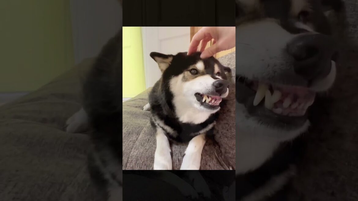 【衝撃映像】怖い顔で唸る柴犬にキスしてみました