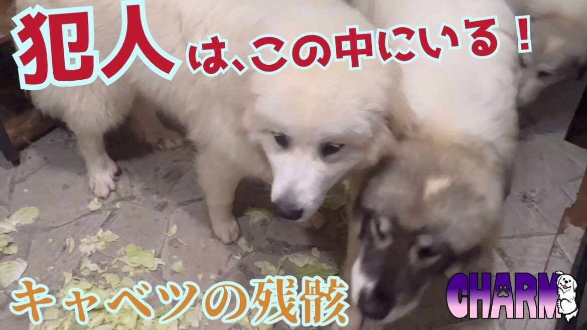 【無残な姿】キャベツに罪はないのに【Great Pyrenees】