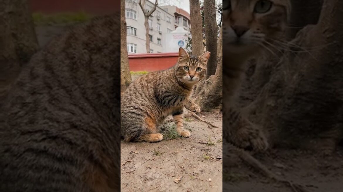 Cute Brown cat licking paw / Having fun / Funny