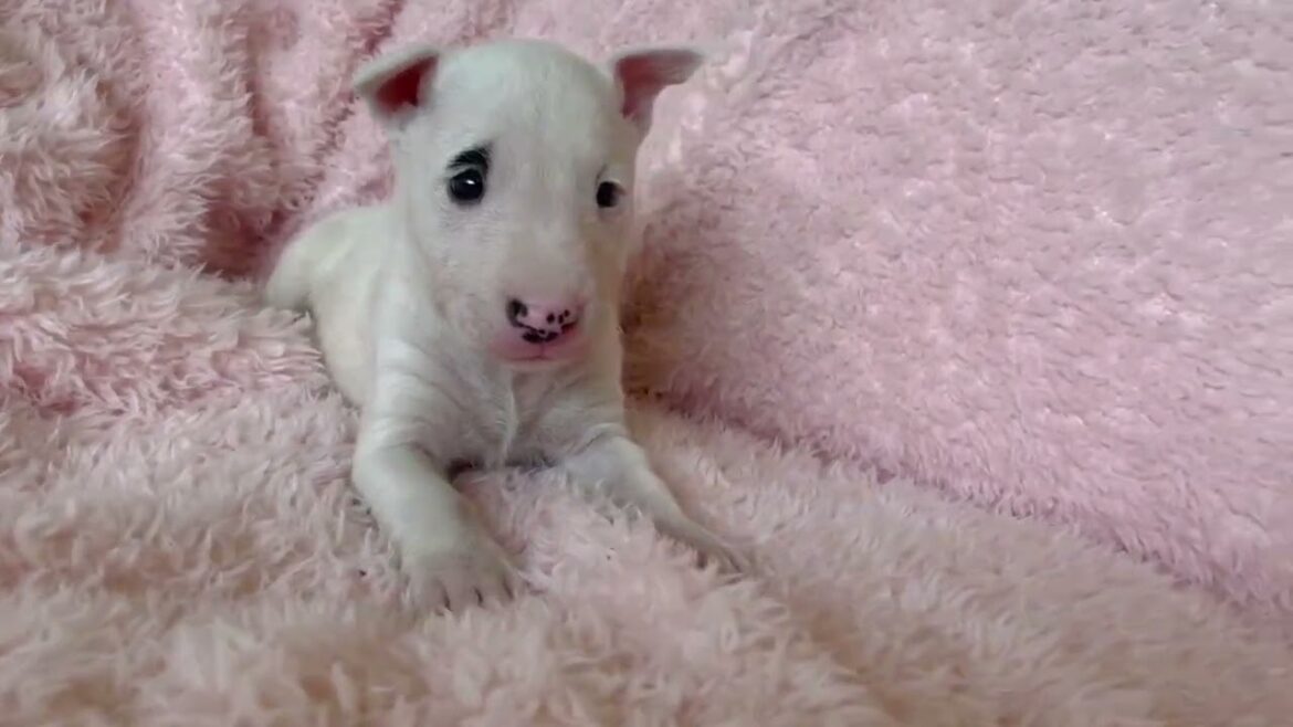 ミニチュアブルテリアの子犬 ミニチュアブルテリアの子犬