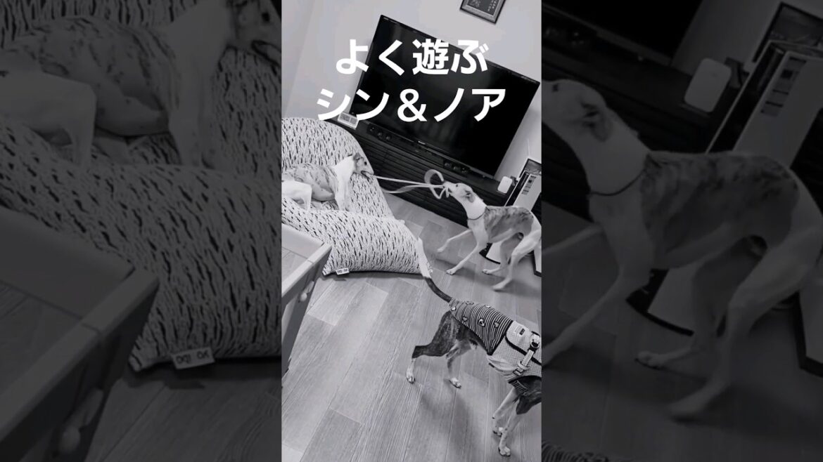 仲良しイッヌ。ウィペットのシン＆ノア。おりこうや。 Whippet Dog SHIN & NOA Best Friend Forever FUKUOKA JAPAN.