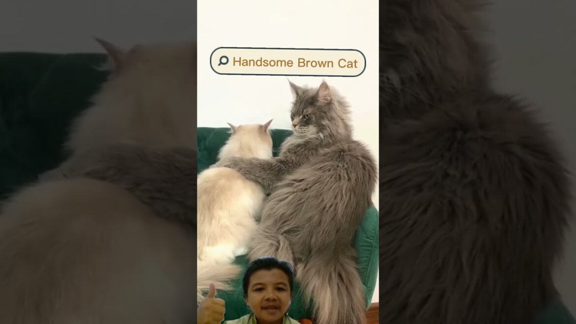 Handsome Brown Cat #shorts #cat #catvideos