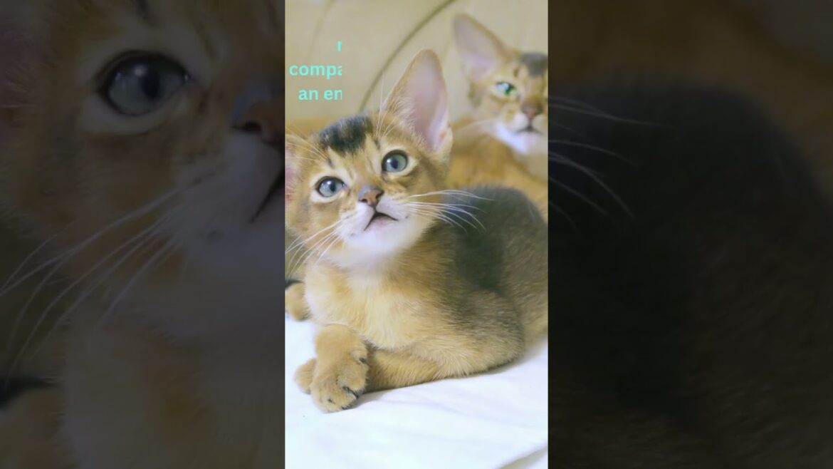 personality of an Abyssinian cat #shorts