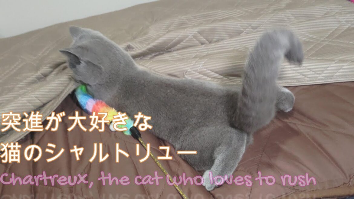 布団で突進するのが好きな猫のシャルトリュー