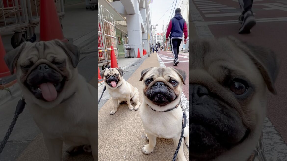 [パグ]舌出てるよ (bleah👅) #shorts