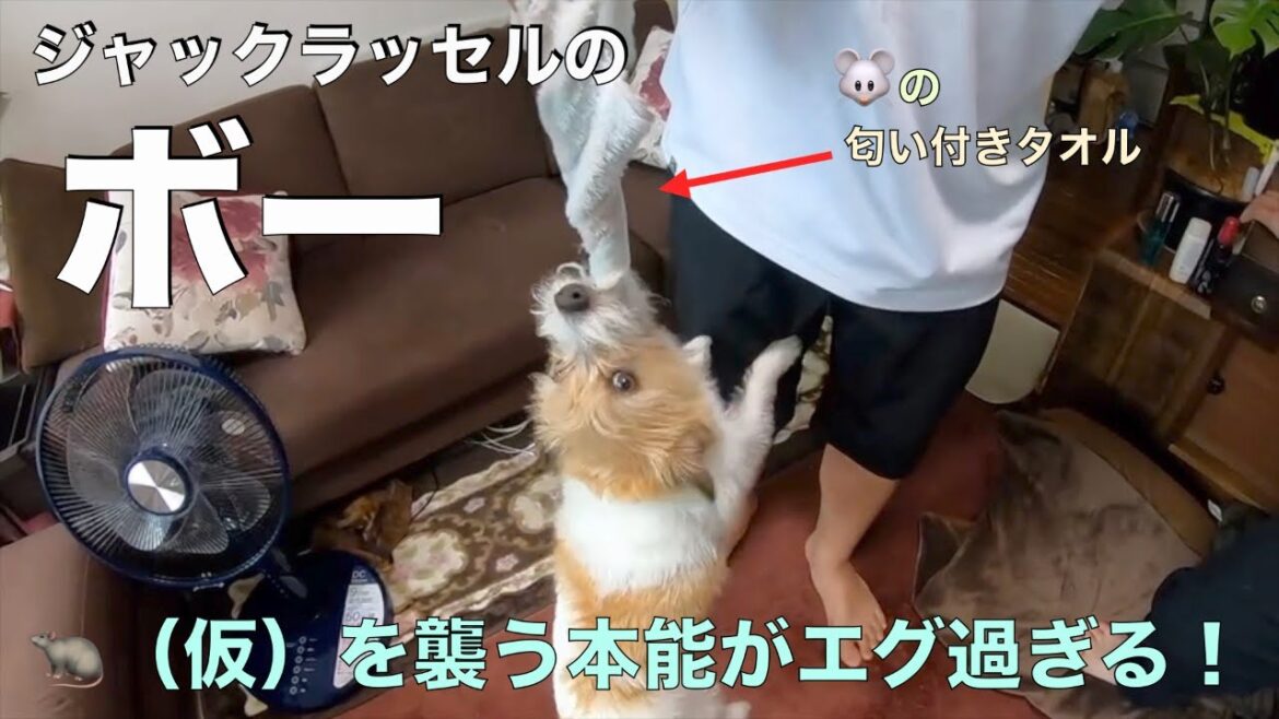 ジャックラッセルのボー　ネズミの匂いを嗅がせてみた