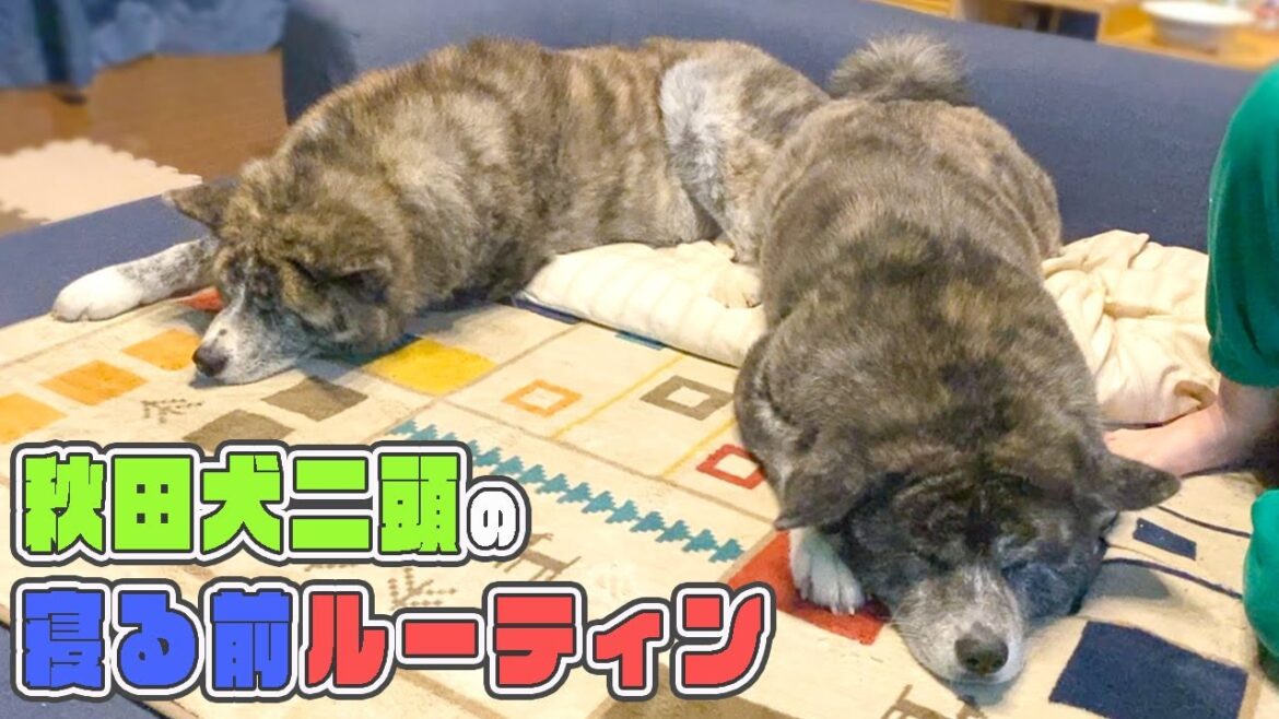室内飼い秋田犬の寝る前ルーティンがまったりすぎる【秋田犬】【大型犬】【akita dog】