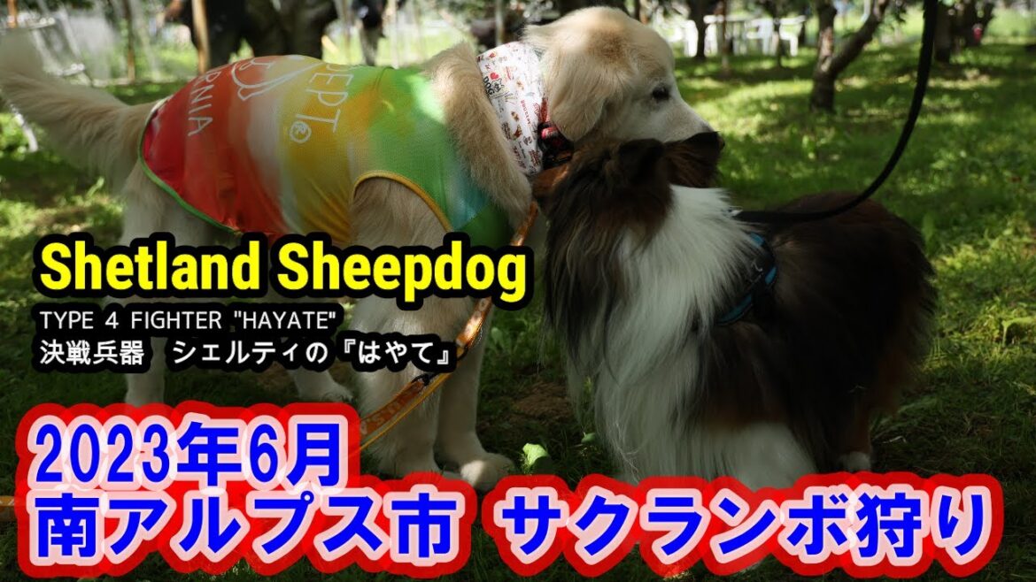シェルティ はやて 065 サクランボ狩り チェリーガーデン嵐 南アルプス市
