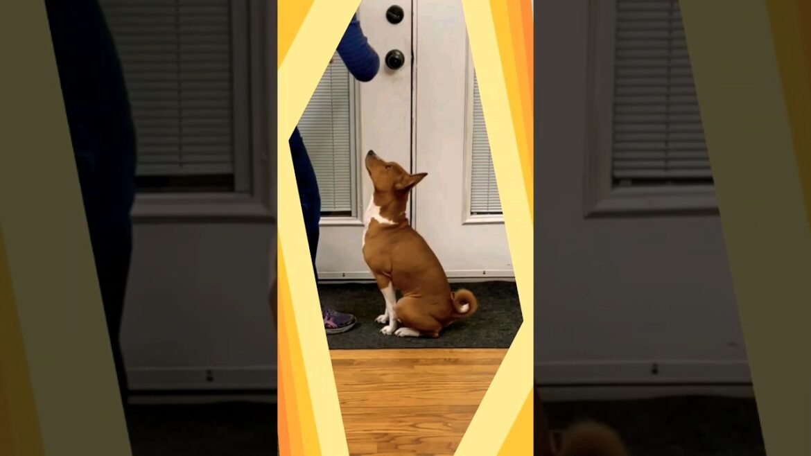 Basenji dog 🐾🥰 #dog #shorts
