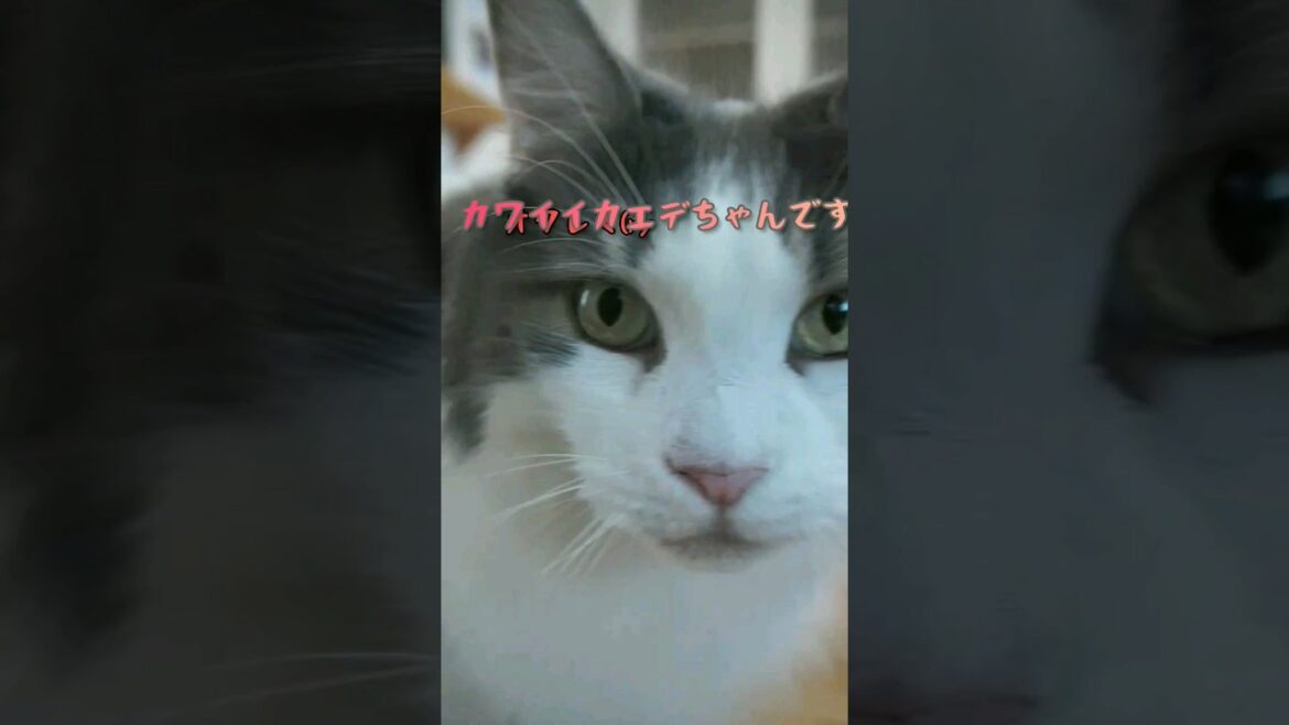 【雅はどこ？何着？】6/16出勤風景　 #メインクーン #cat #猫動画おもしろい #猫カフェ #可愛い猫 #猫動画 #茶トラ #白黒猫 #出勤のお時間です #shorts