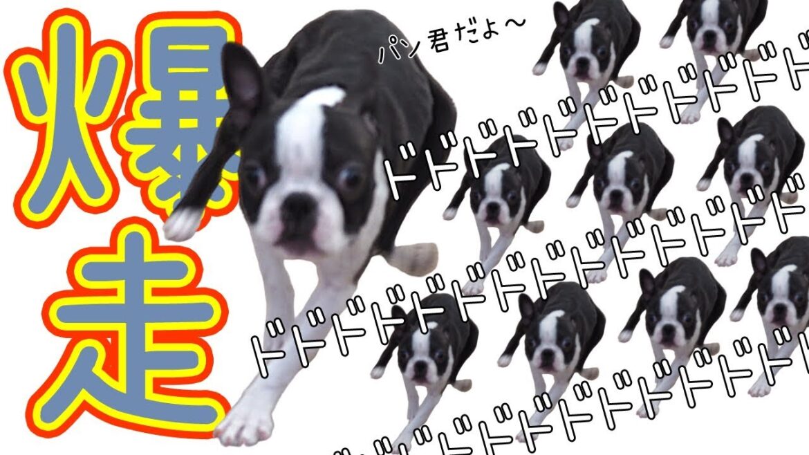 【犬のしつけ】子犬が部屋で爆走・暴走する！これってどうなの？
