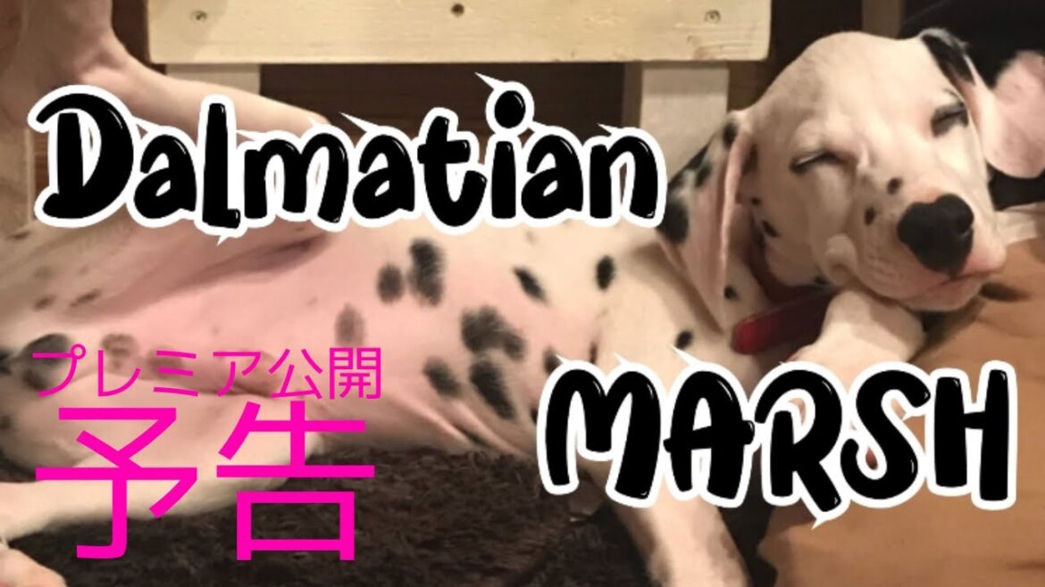 【予告】【ダルメシアン】マシュが家に来たばかりの頃🏠　ずっとこのサイズ感が良かった😂