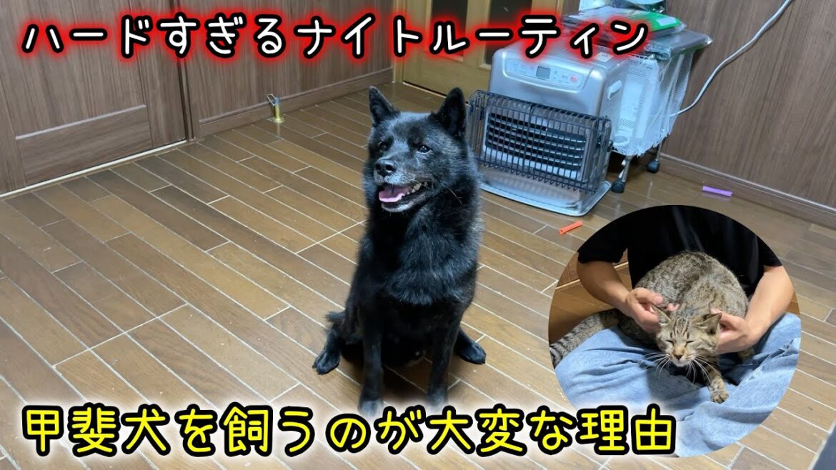 甲斐犬を飼うのが大変な理由〜ナイトルーティン〜【甲斐犬一休と猫のしずくと僕のチャンネル】 甲斐犬を飼うのが大変な理由〜ナイトルーティン〜【甲斐犬一休と猫のしずくと僕のチャンネル】