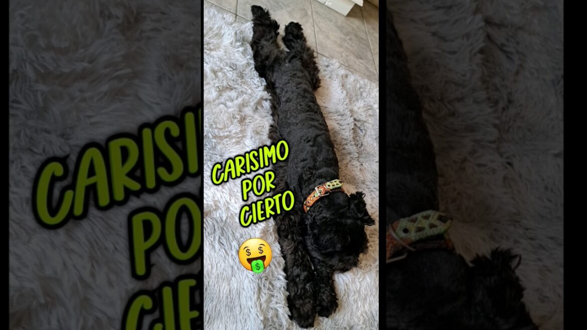 No pos que padre   BocK #mascotas #puppydog #schnauzer #perros #puppy #puppylove #puppylife #miperro