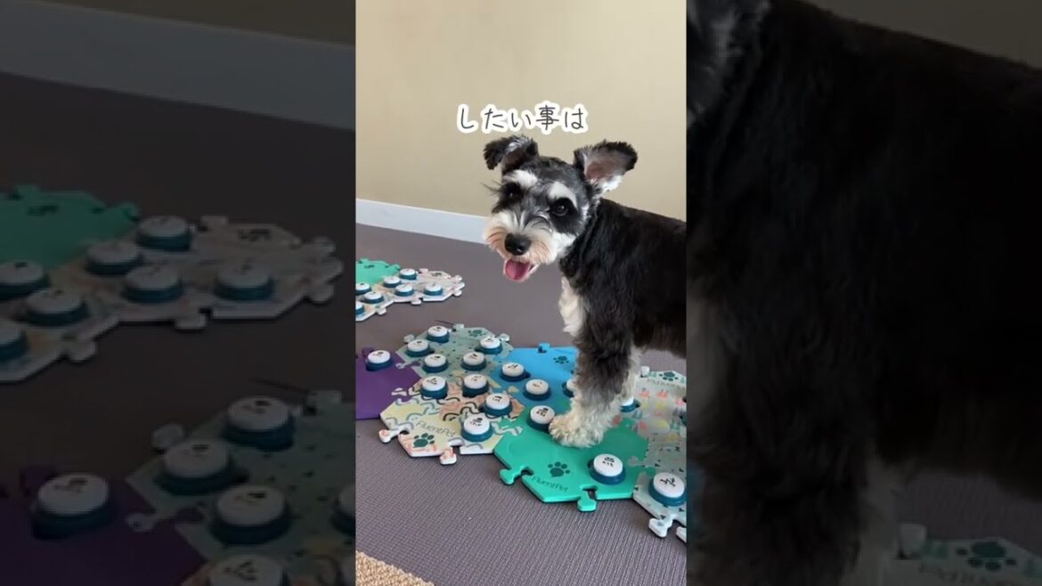 【しゃべる犬】毎日ボタンで会話しています☺️