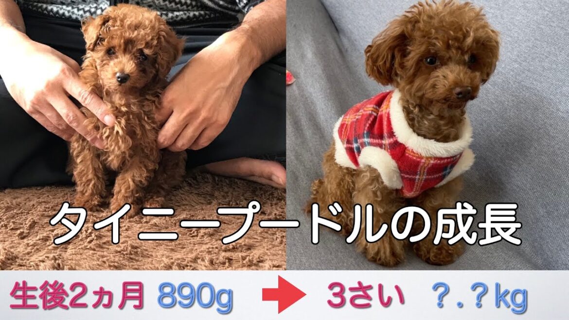 【タイニープードルの成長記録】体重推移は生後３カ月から５カ月の間がすごい！