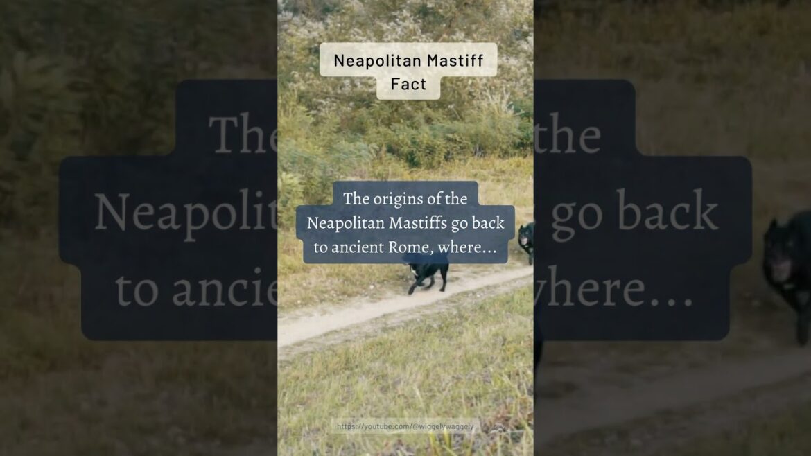 "Neapolitan Mastiffs: Ancient Warriors 🐕 [Dog Breeds] - #shorts #DogBreeds #NeapolitanMastiffFact"