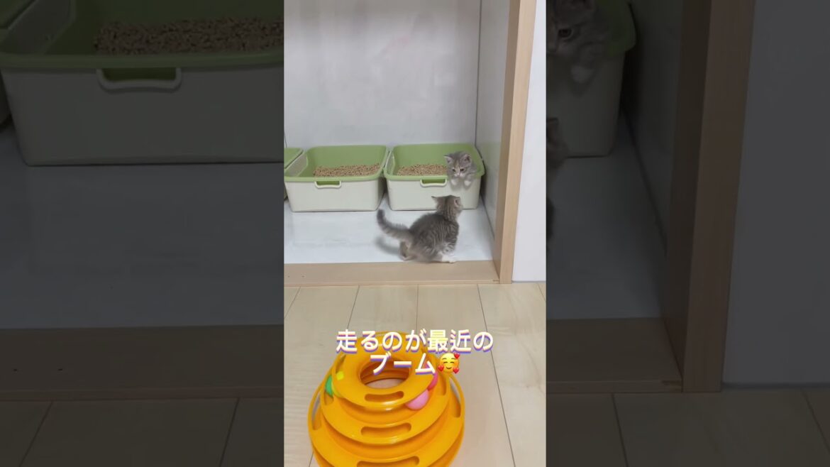 走るのブーム短足マンチカン🩵 【お問合せ詳細は説明欄に記載あります】 #マンチカン #子猫 #ブリーダー直販 #猫 #猫のいる暮らし #ミヌエット #子猫販売 #ラパーマ #スクーカム #猫動画