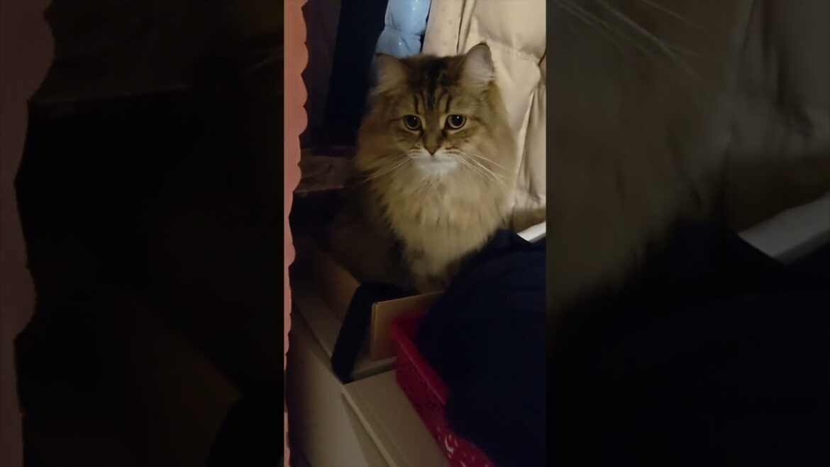 夜に猫を探したら、不思議な状況でした。【ミヌエット＆ノルウェージャンフォレストキャット】＃Shorts