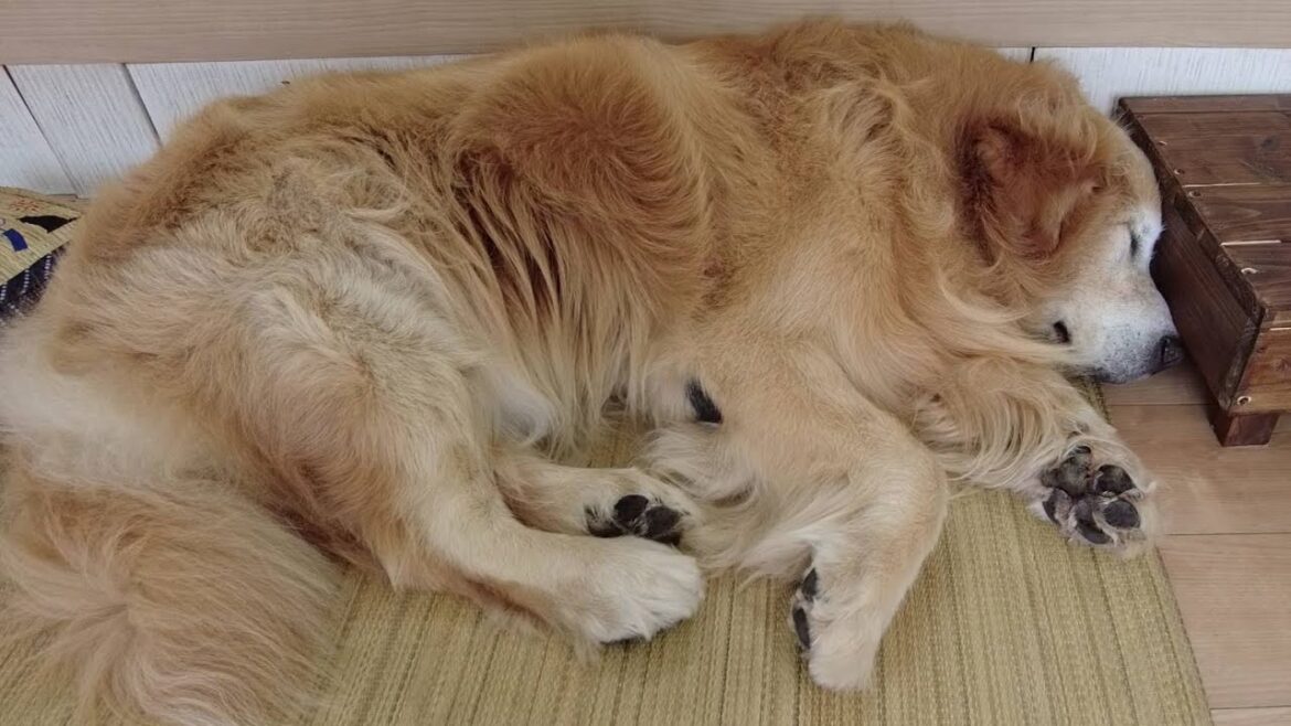 天使の寝顔(笑)何でこんなにも言葉を理解出来るのか!? 天使の寝顔(笑)何でこんなにも言葉を理解出来るのか!?