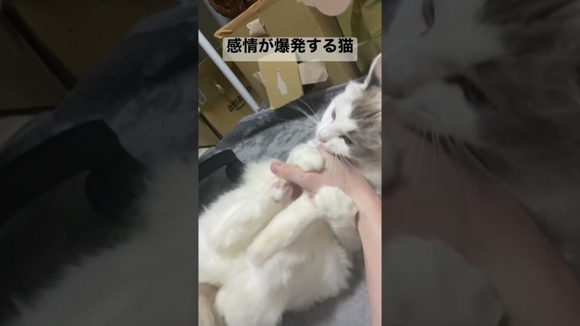 猫キックとぺろぺろと噛み噛み詰め合わせ #shorts #猫 #ラグドール