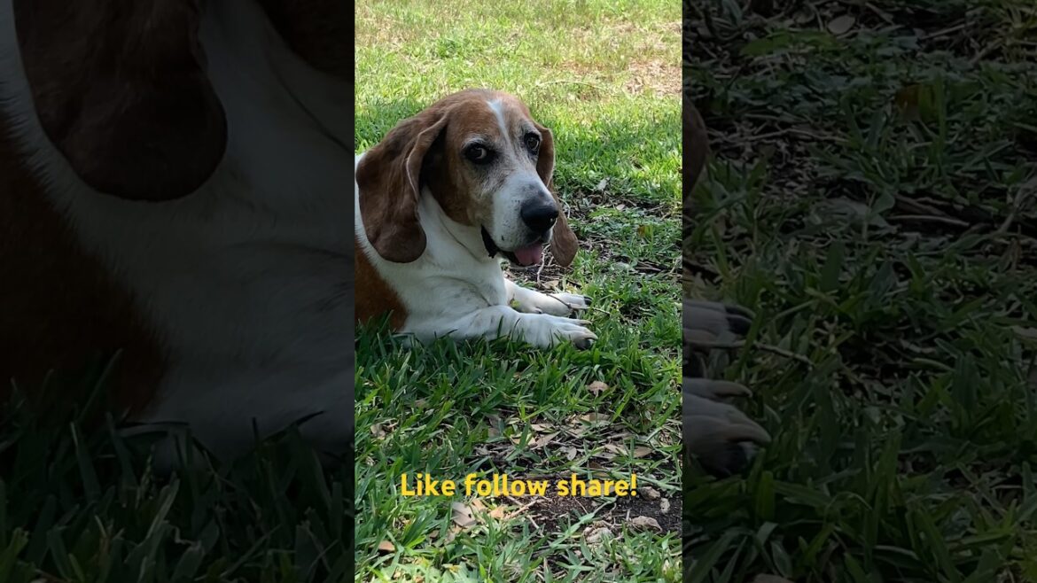 Fresh cut grass! #pets #bassethound #bassethounddog #hound #shortsfeed #mowing