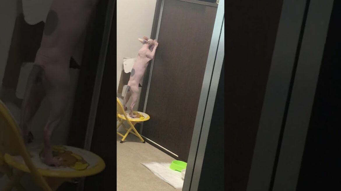 収納を開けようとするスフィンクス