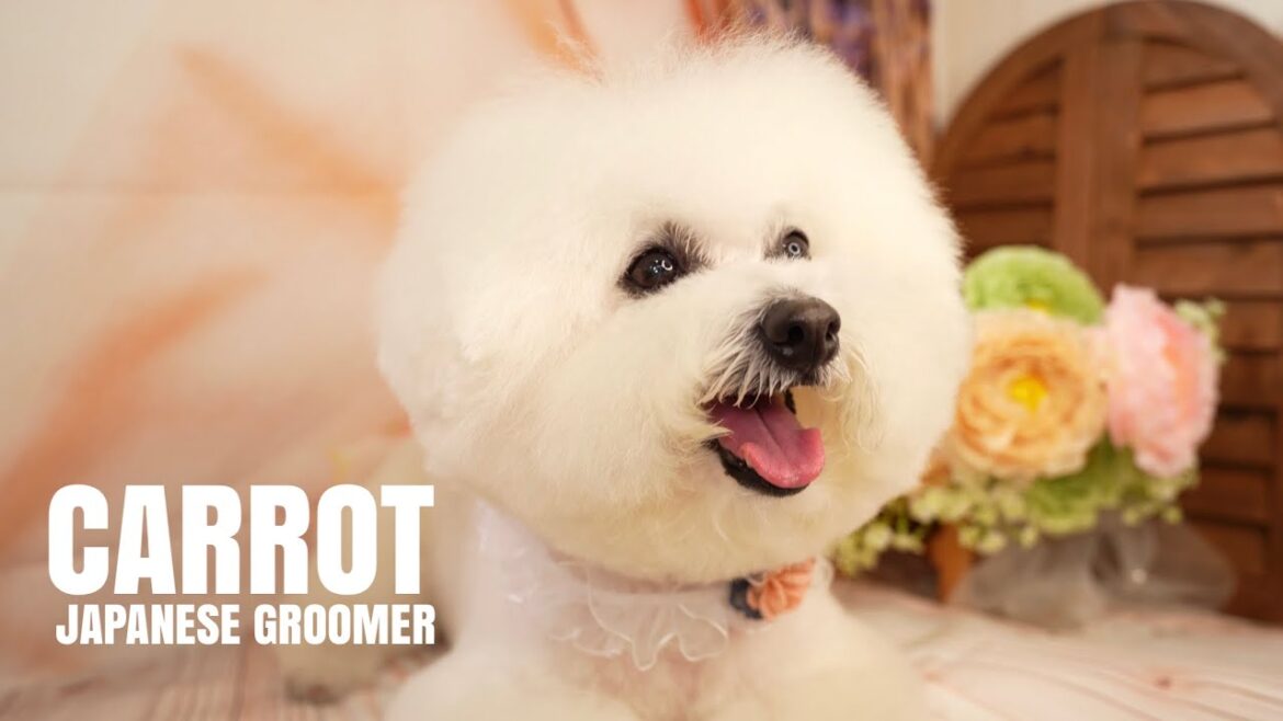 #166 ひなのトリミング参観日🐶【ビションフリーゼ】#トリミングルームキャロット
