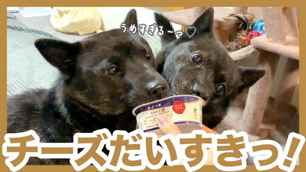 【甲斐犬】飼い主からのおこぼれに大喜びで集まる甲斐犬2匹が可愛すぎる〜！