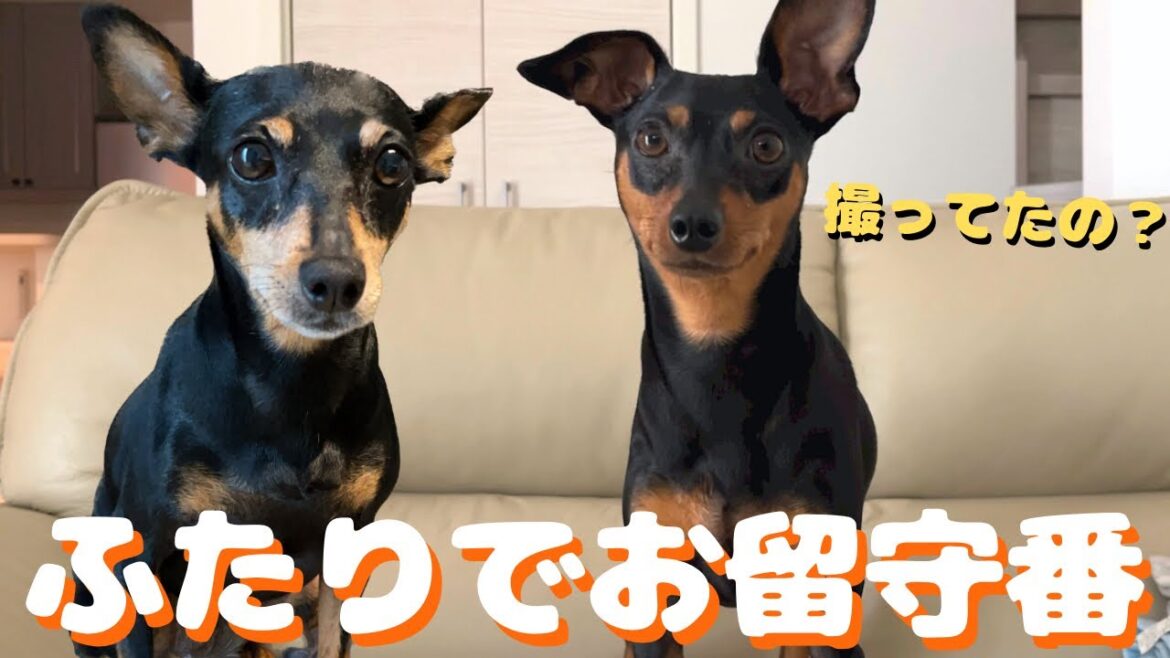 【隠し撮り】全然仲良くない2匹のお留守番の様子を覗いてみた【ミニピン】